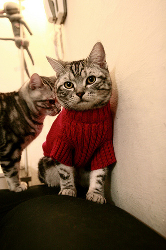 欧洲鏖战,东方决胜,奥地利队激斗法国队,樊振东关键制胜定乾坤