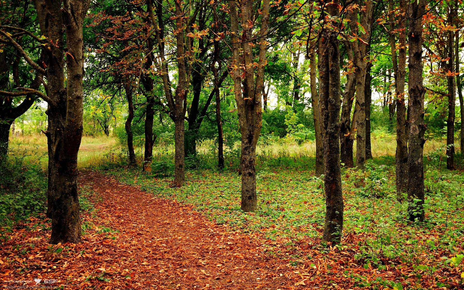 跨越时空的统治力，当三狮咆哮与银球飞旋，诉说同一种王权