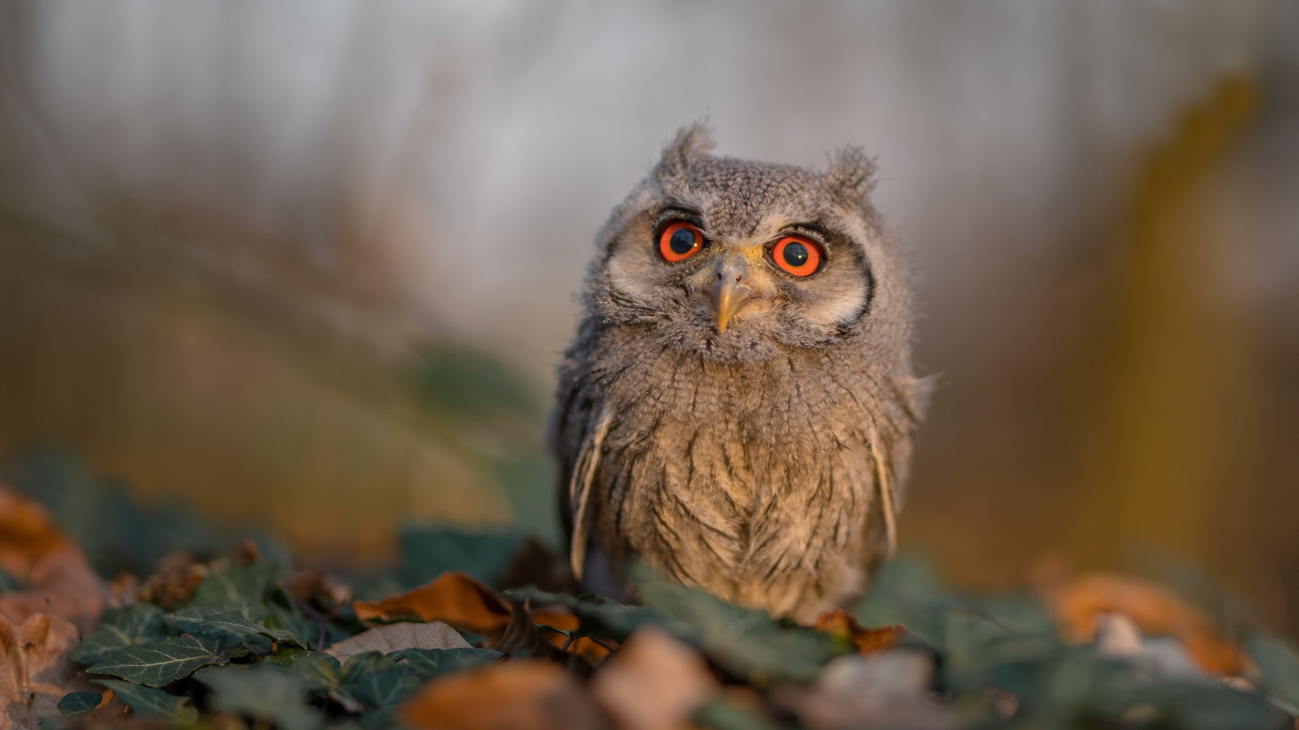 统治者的黄昏,迈凯伦如何在最后弯道篡写王座新章