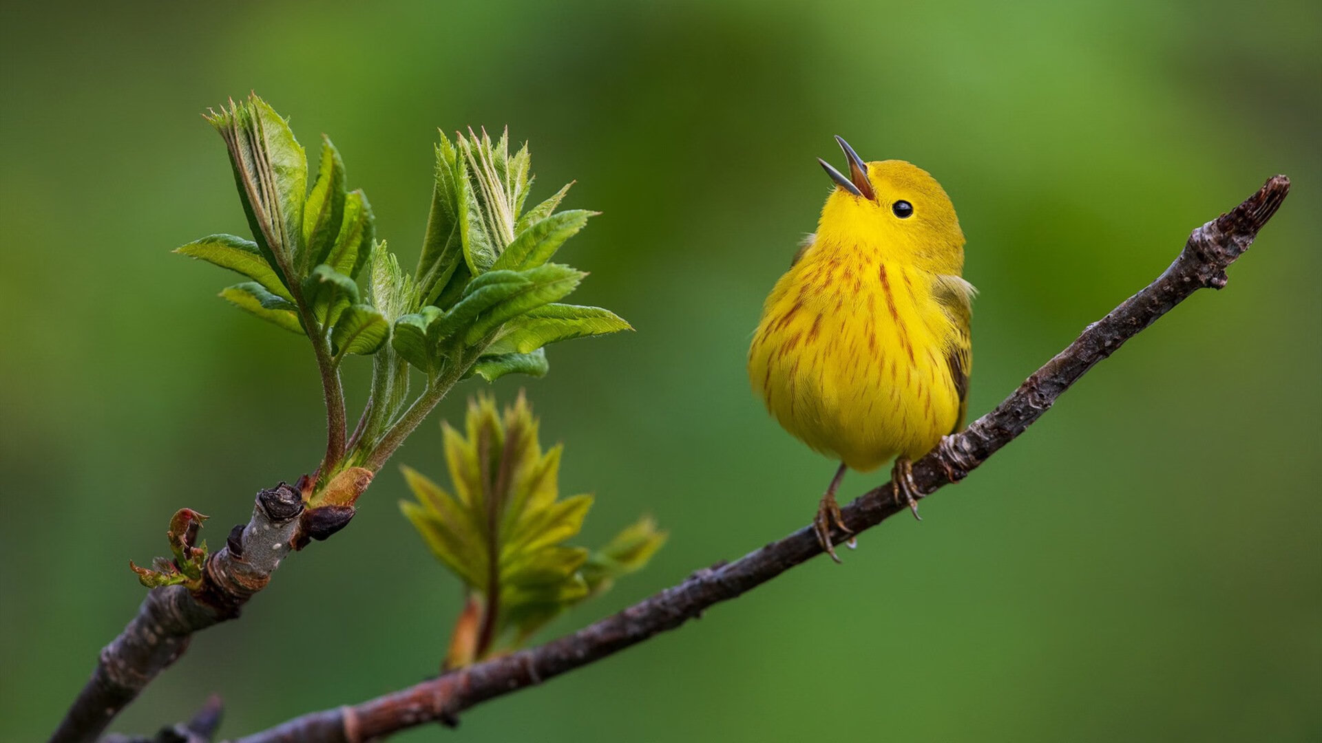 东瀛孤刀破北欧坚盾—石宇奇以孤勇扛鼎,日本队奏响团队协奏曲