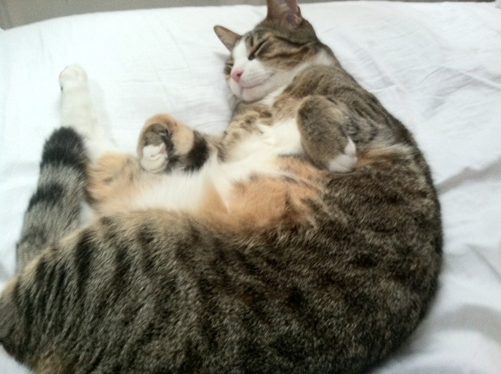 欧冠半决赛上演美洲风暴，美国核心逆境爆破佛罗伦萨式铁桶阵