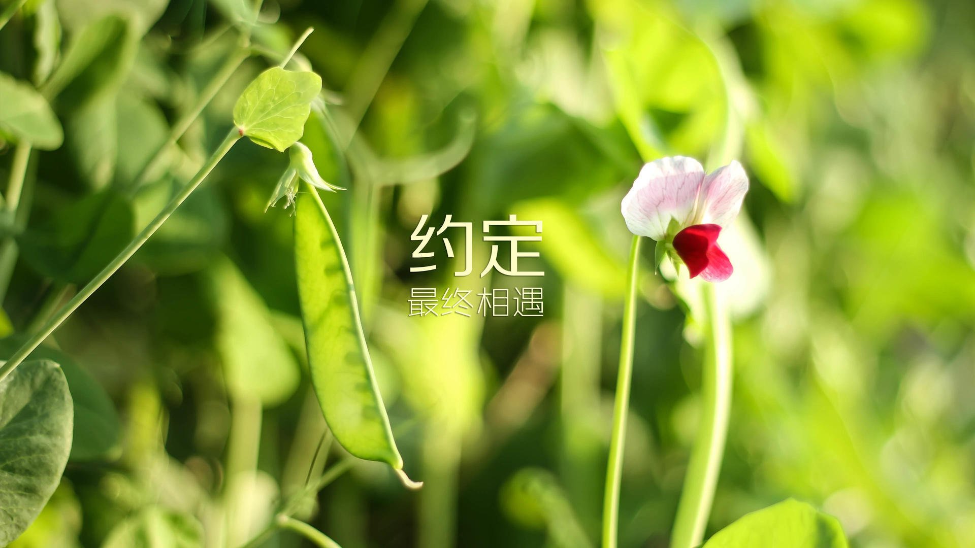终局协奏曲,哈登末节接管与辽宁铁血的平行交响