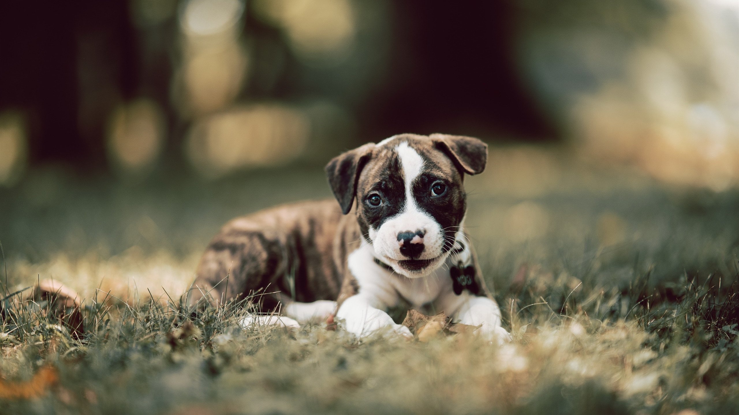 哈弗茨之战,对阵那不勒斯的夜晚,他如何重新定义自己的阿森纳生涯