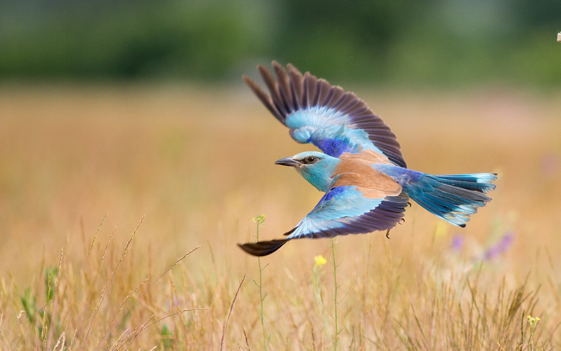 提前开香槟的暗喻，当湖人掐灭火箭希望，奥运周期的硝烟已然升起
