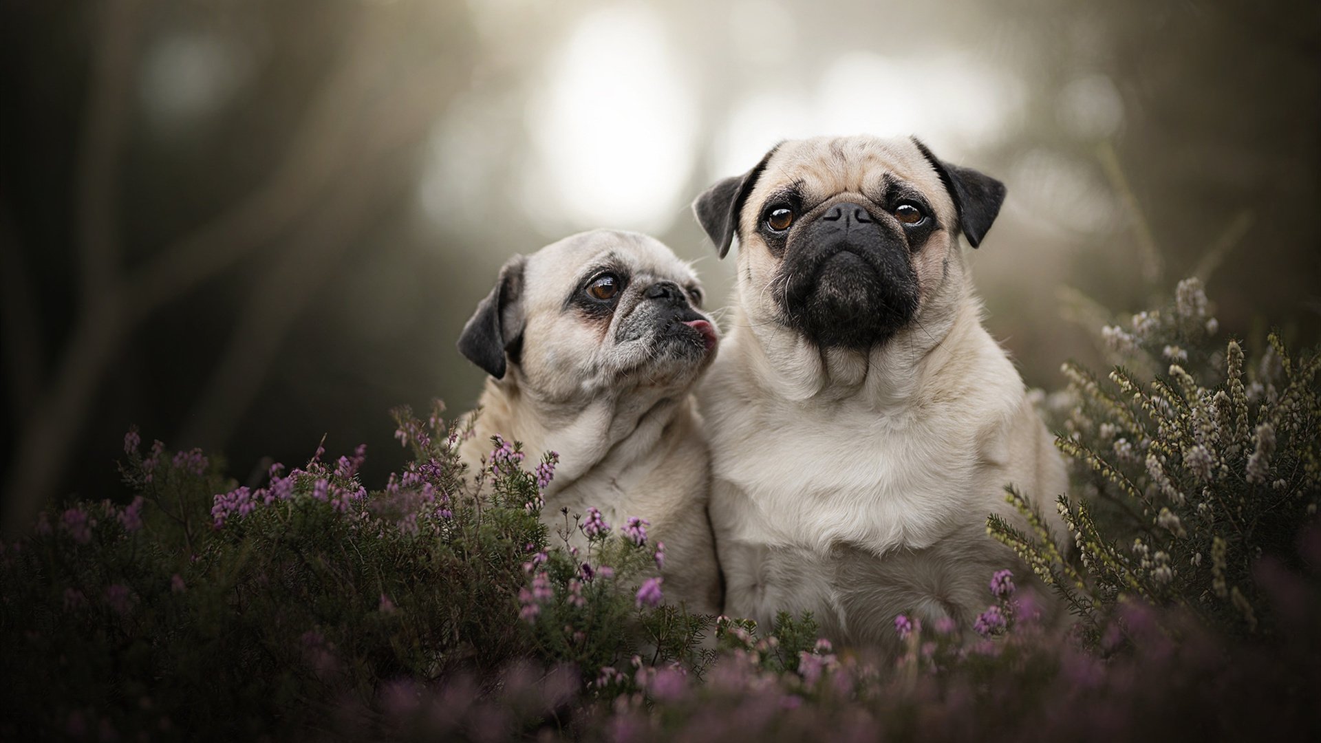 冷门之巅，当库尔图瓦的十指关，扼住德国战车的钢铁洪流
