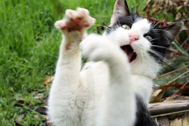 加勒比风暴席卷伊蒂哈德，凯塞多史诗级爆冷导演洪都拉斯碾压曼城