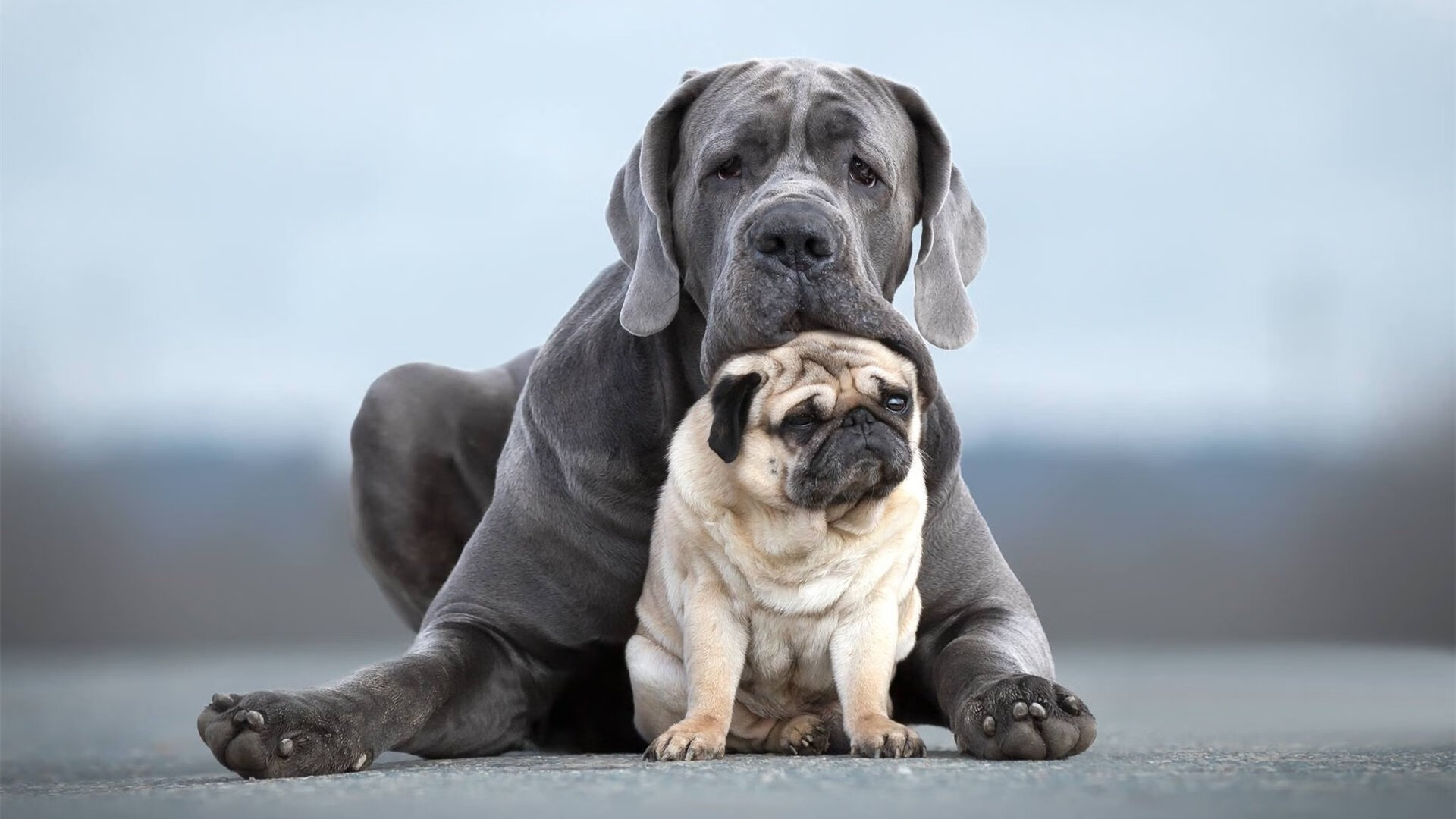 东方武士一剑封喉！富安健洋关键头球助拉齐奥斩落马竞