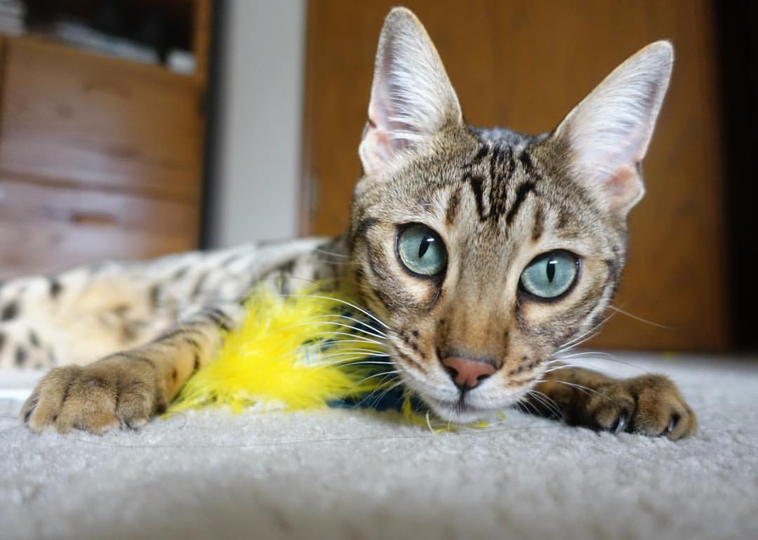 迪亚斯一锤定音！葡萄牙力克AC米兰，全场最佳无争议