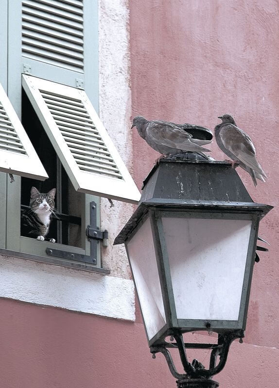 跨界制霸，吉林队惊艳表演赛力克独行侠，杜兰特冷血三分定江山