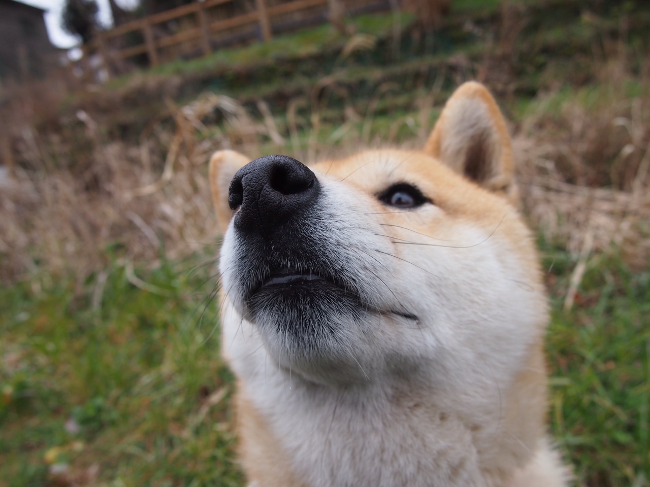 节拍器莱奥，多特蒙德的交响乐，始于他一人的指挥棒